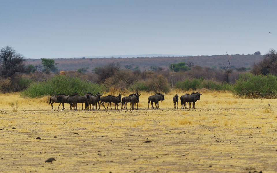 Gnu Herde Waterberg Plateau Namibia