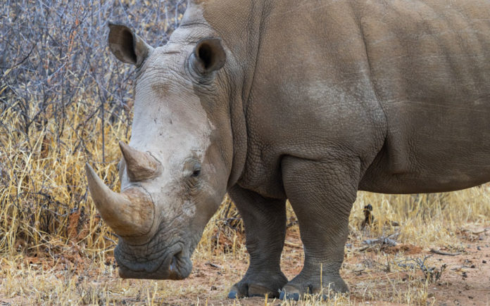 Waterberg Plateau Wilderness Lodge Nashorn beim Rhino Drive Face to Face mit einem Nashorn beim Rhino Drive Waterberg Plaeteau Namibia