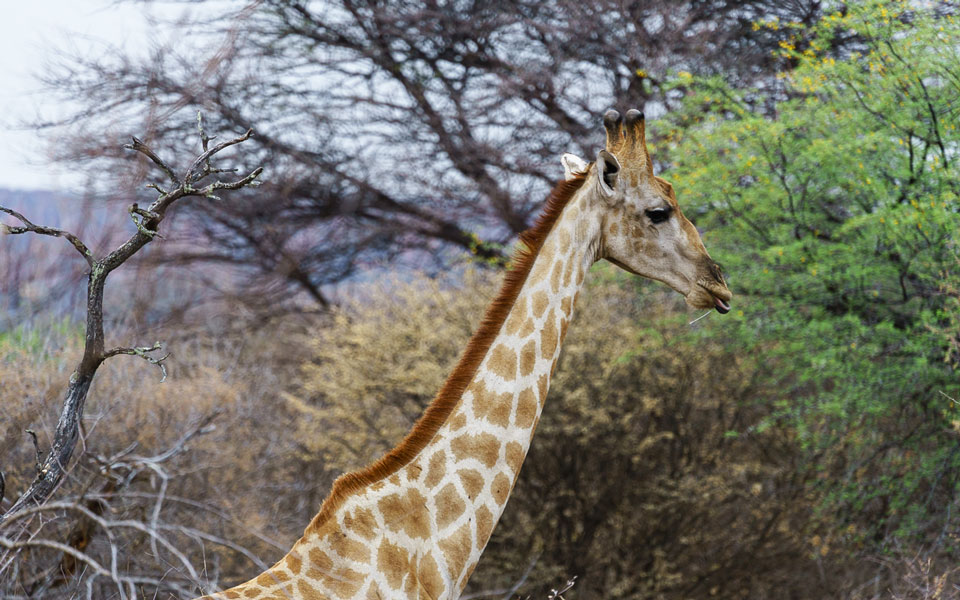Die Giraffe flüchtet als wir sie entdecken Waterberg Wilderness