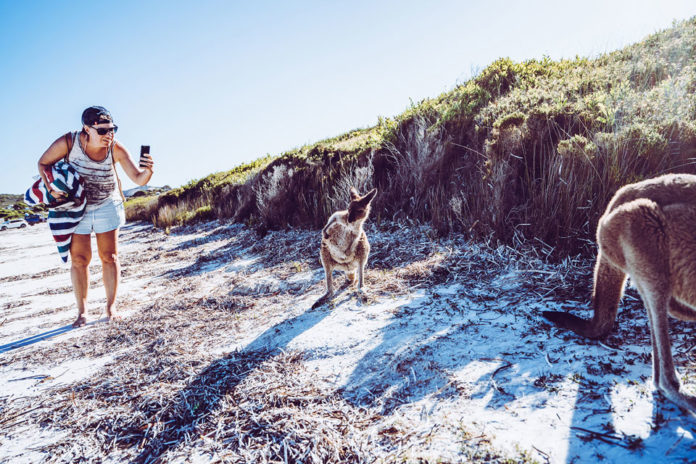 lucky-bay-kangaroo Känguru in Lucky Bay | Esperance