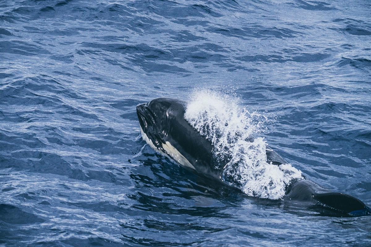 Bremer Bay Killerwhale Eycursion Orca