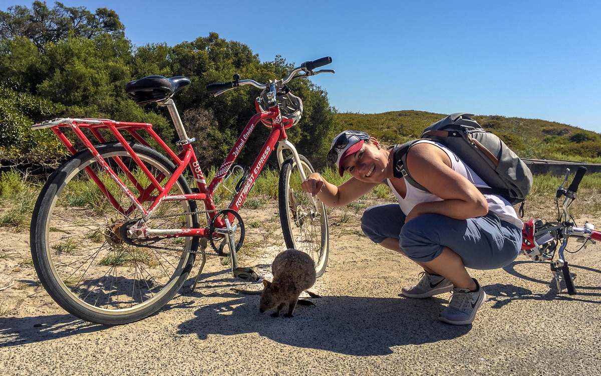 Rottnest Island Quokkas