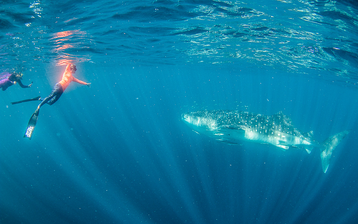 Walhai taucht vor uns auf Ningaloo Reef