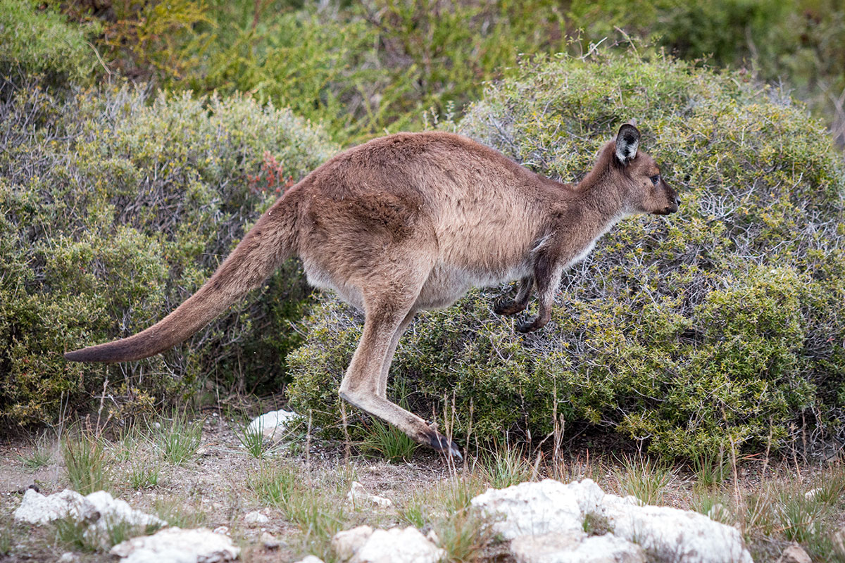 springendes-kangaroo