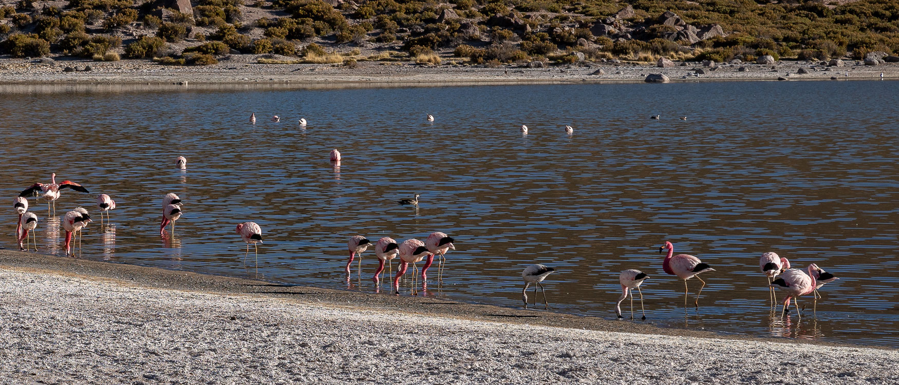 Flamingos Atacama Wüste.