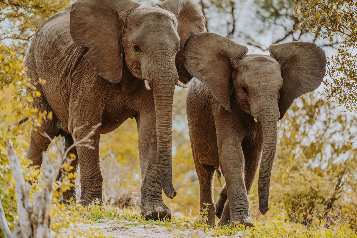 Junge Elefantenbullen im Greater Kruger National Park Südafrika