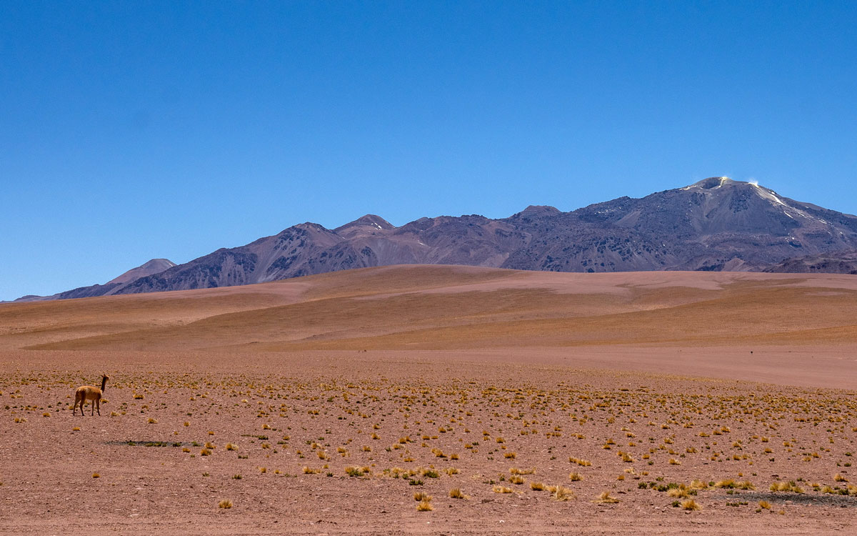 Atacama Wüste Putana Vulkan und Vicuna (Chile Reise)