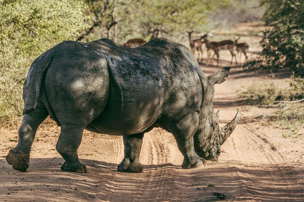 Breitmaulnashorn Greater Kruger National Park