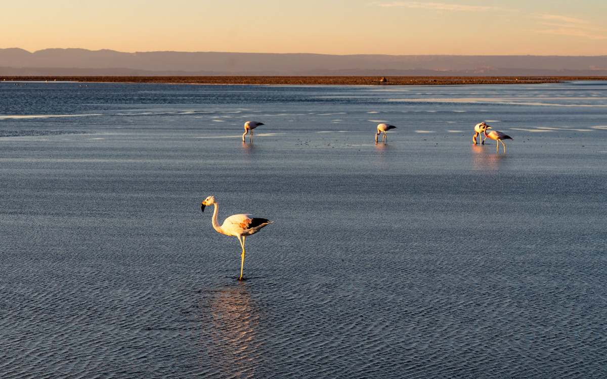 Flamingos Atacama Wüste