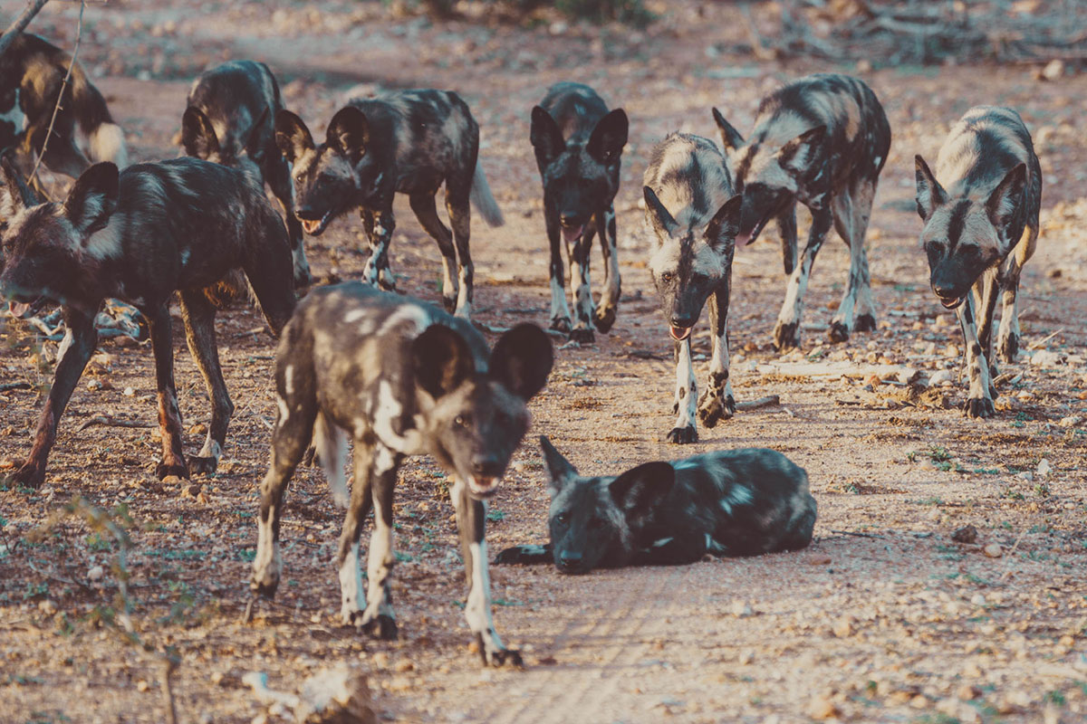 Großes Rudel Wild Dogs Kruger National Park