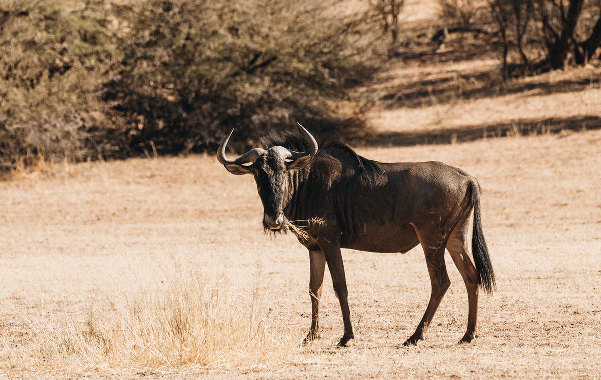 Gnu im Kgalagadi Transfrontier Nationalpark