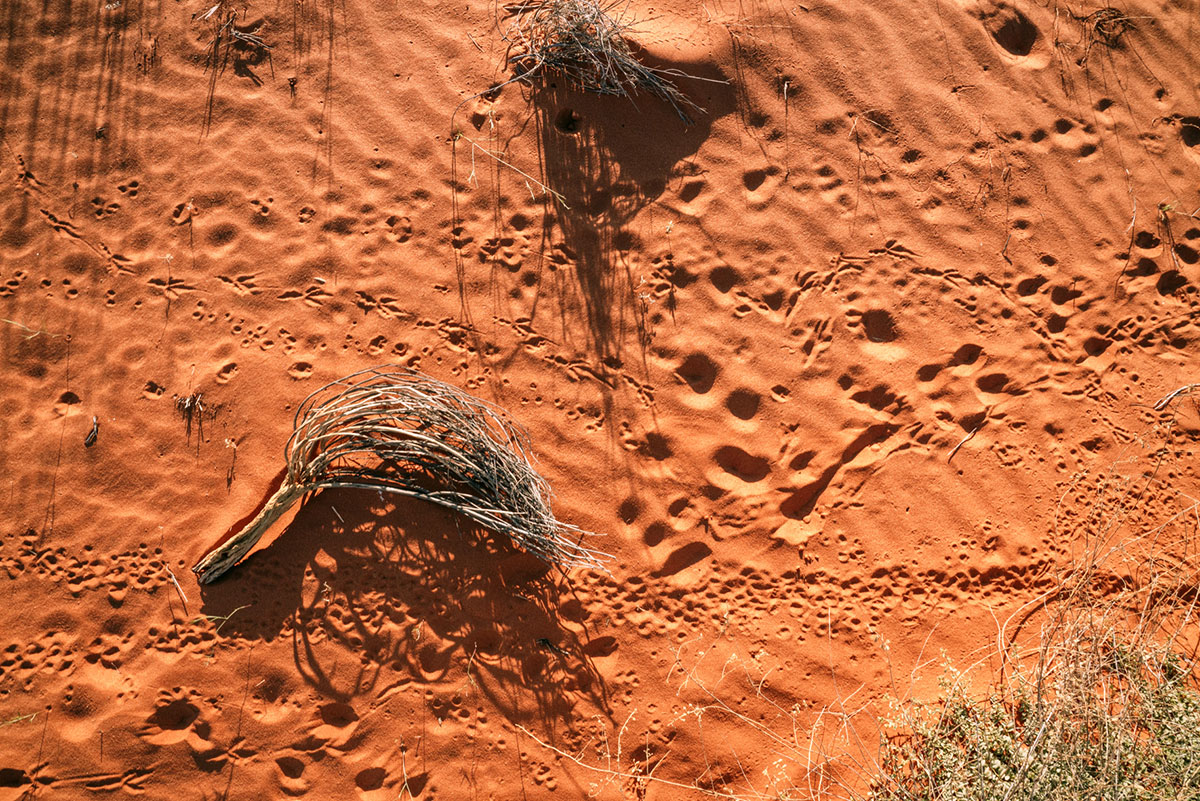 Roter Sand Kalahari