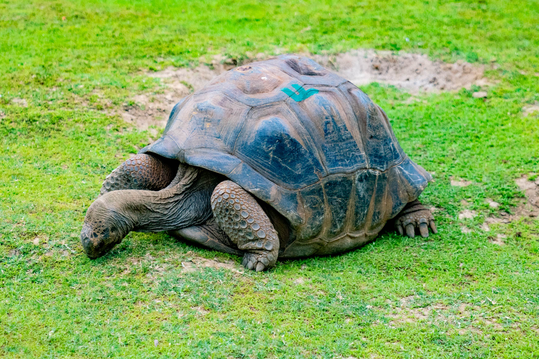 Reisebericht: Mauritius Tipps – Einblicke ins Paradies 44 Schildkröte im Botanischen Garten Pamplemousse.