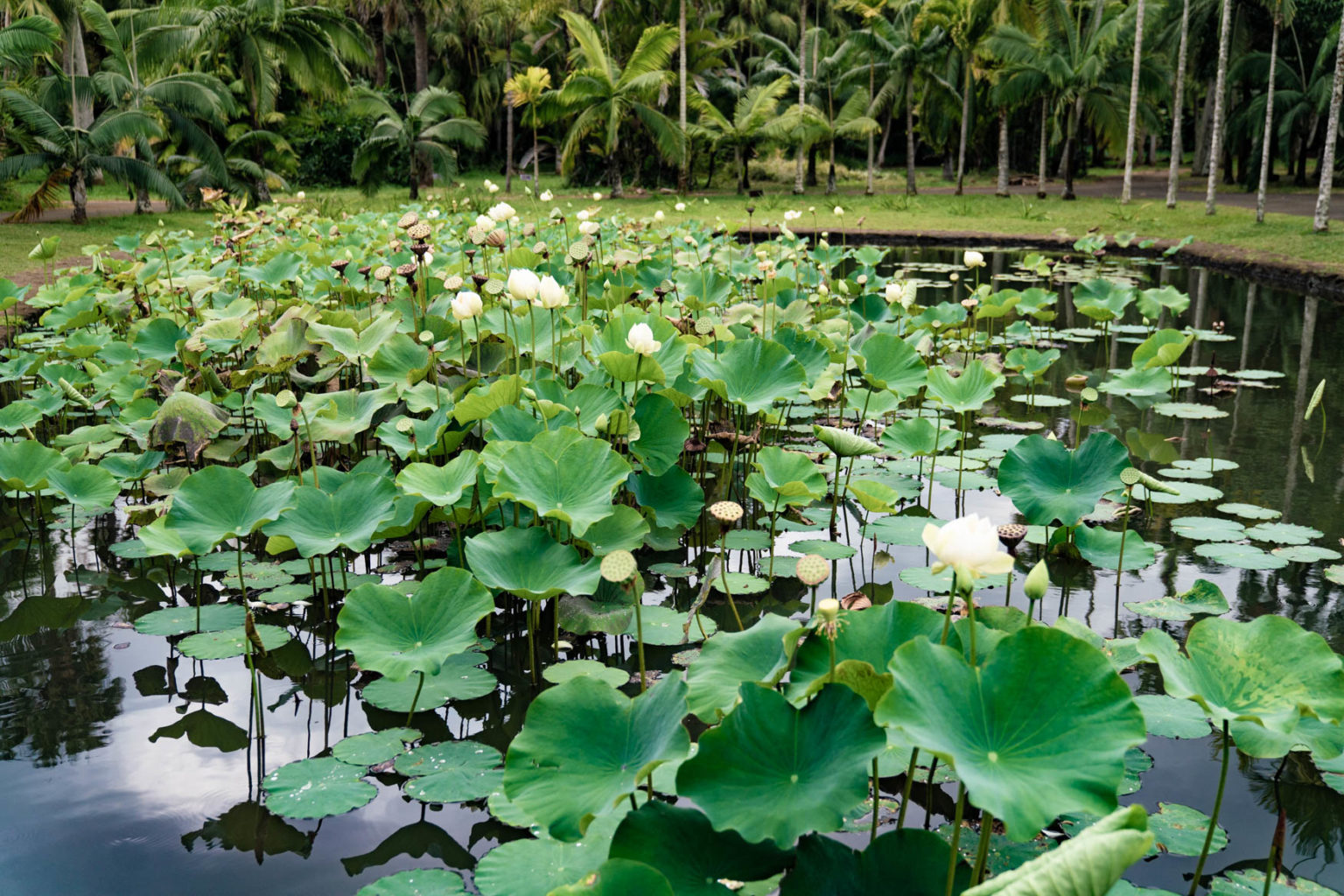 Mauritius Urlaub Reisetipps F r Die Paradiesische Insel 