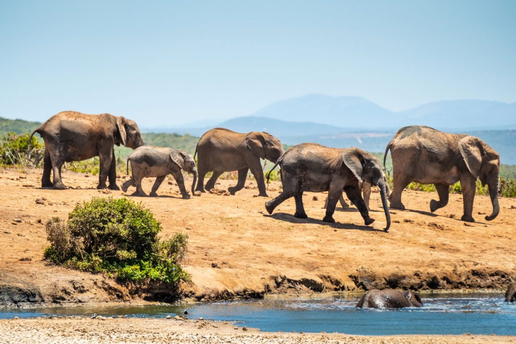 Addo-Elephant-Park-Elefanten