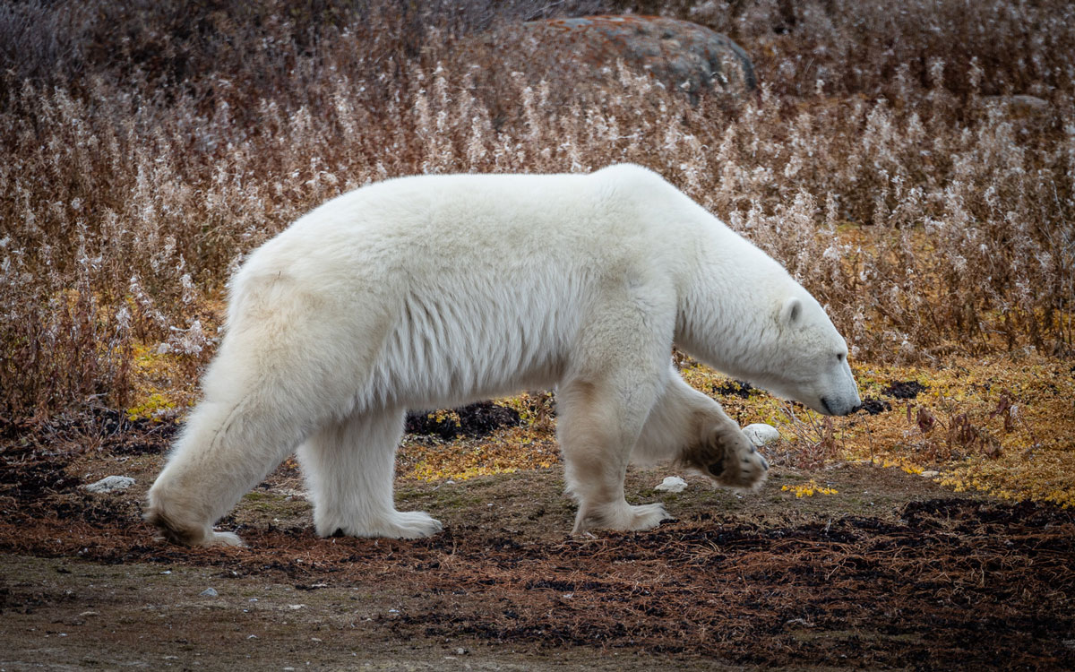 Eisbären Weibchen Tundra Buggy tour