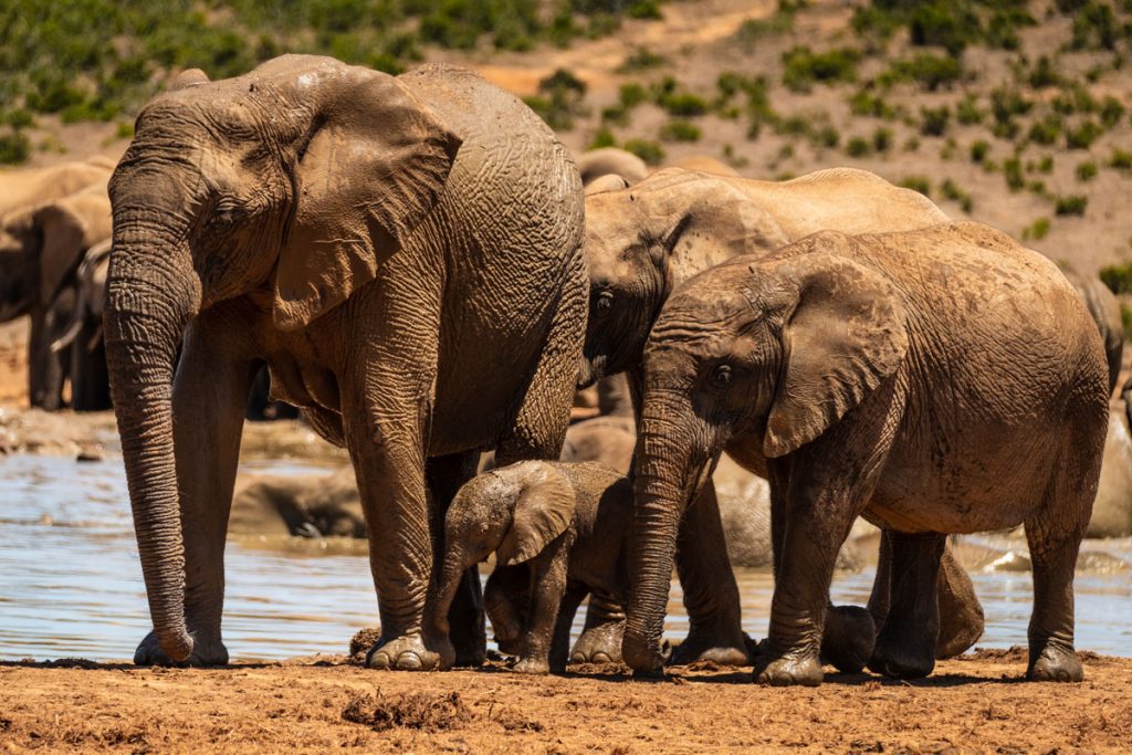 Highlight im Addo Elephant Park: Elefanten