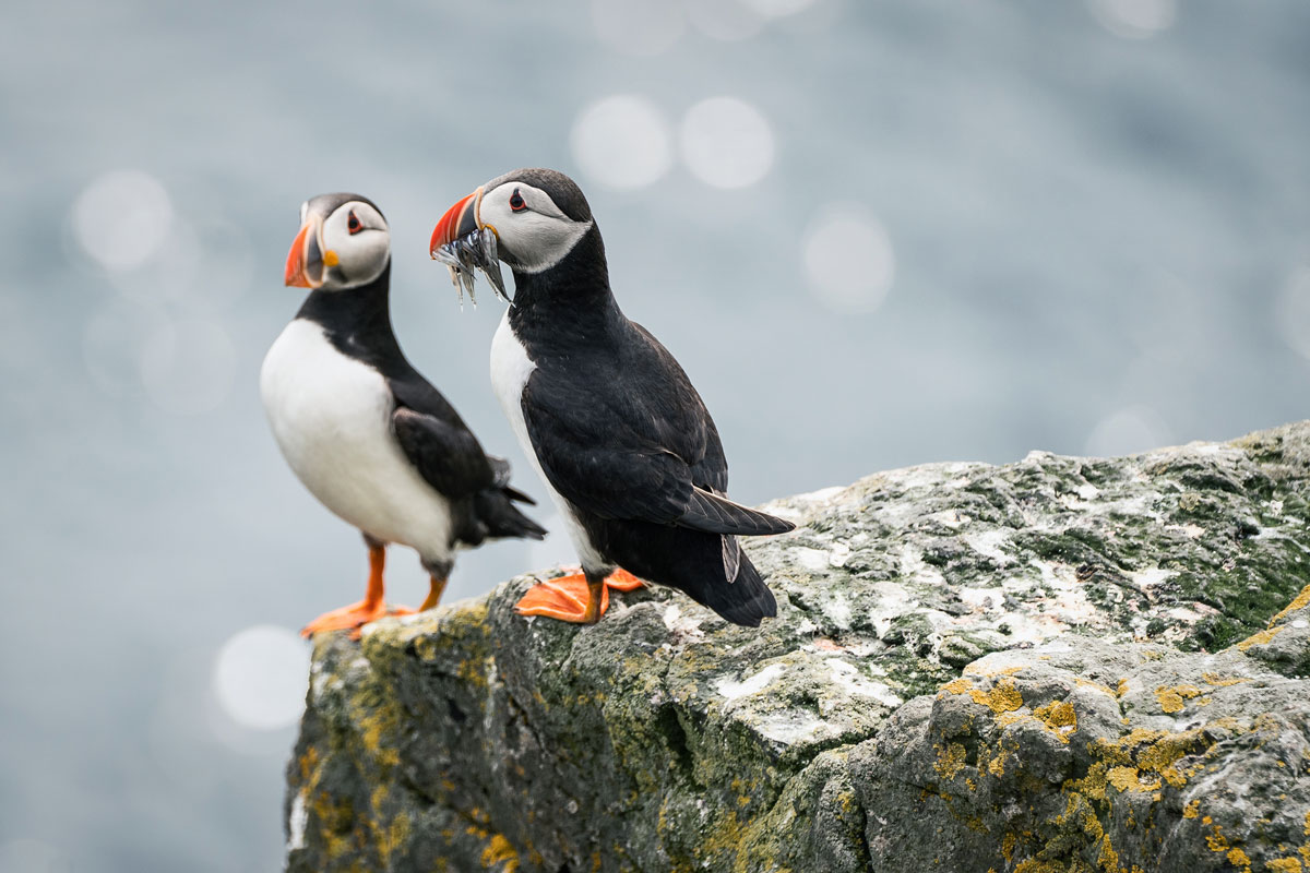 puffins-telezoon-sony-100-400 "width =" 1200 "height =" 800 "srcset =" https://viel-unterwegs.de/wp-content/uploads/2019/08/puffins-telezoon-sony-100 -400.jpg 1200w, https://viel-unterwegs.de/wp-content/uploads/2019/08/puffins-telezoon-sony-100-400-500x333.jpg 500w, https://viel-unterwegs.de /wp-content/uploads/2019/08/puffins-telezoon-sony-100-400-768x512.jpg 768w, https://viel-unterwegs.de/wp-content/uploads/2019/08/puffins-telezoon- sony-100-400-1024x683.jpg 1024w "sizes =" (max-breedte: 1200px) 100vw, 1200px "/></noscript></p>
<p>                                            Naar de top                                         </p>
<div class=