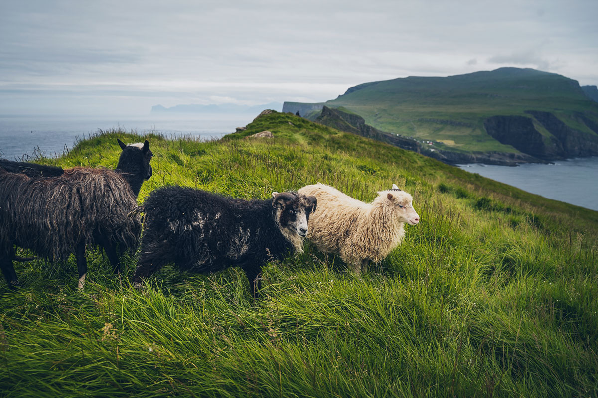 Schafe sind das Wahrzeichen der Färöer - hier auf der Insel Mykines