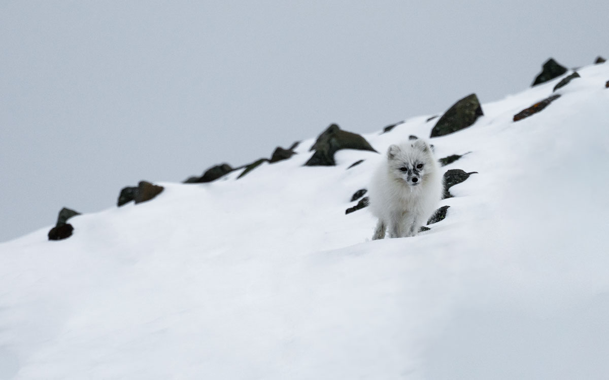 Polarfuchs In Svalbard