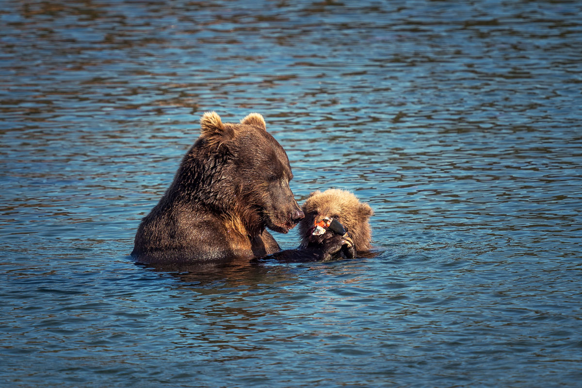 Bären Kamtschatka Kuril Lake