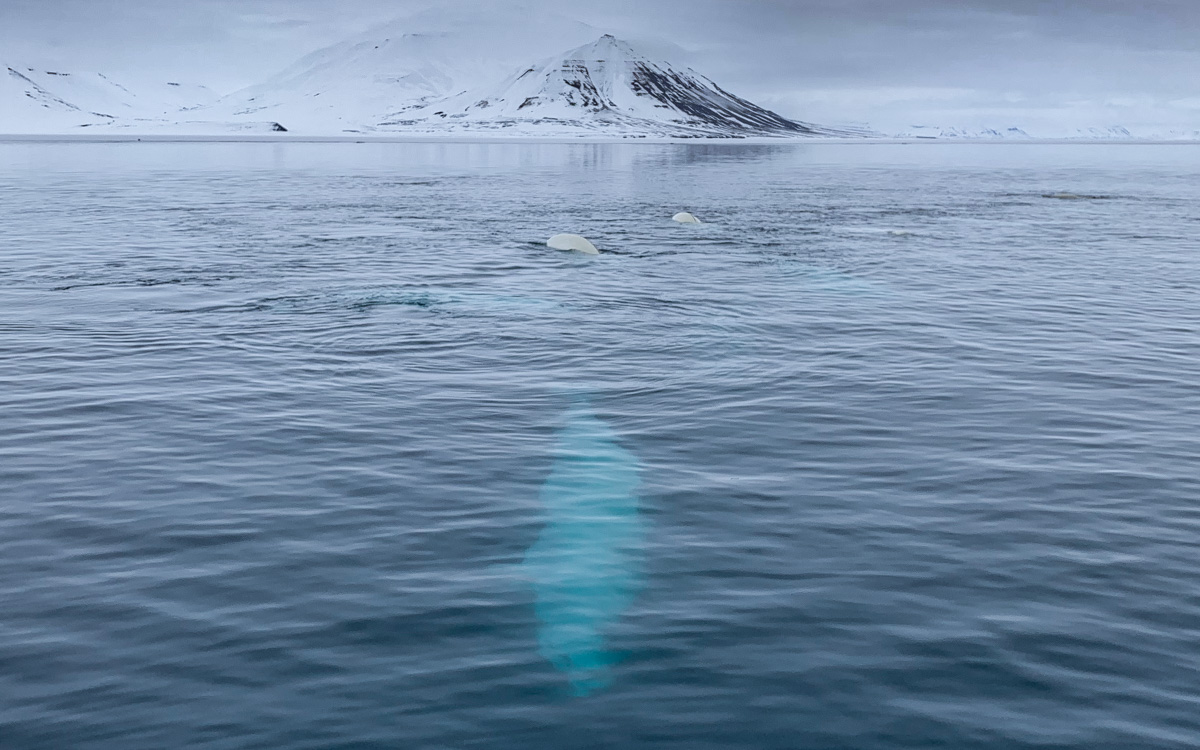 Spitzbergen-Beluga-Wale