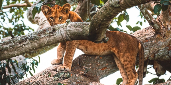 Baumlöwe in Uganda Queen Elizabeth NP