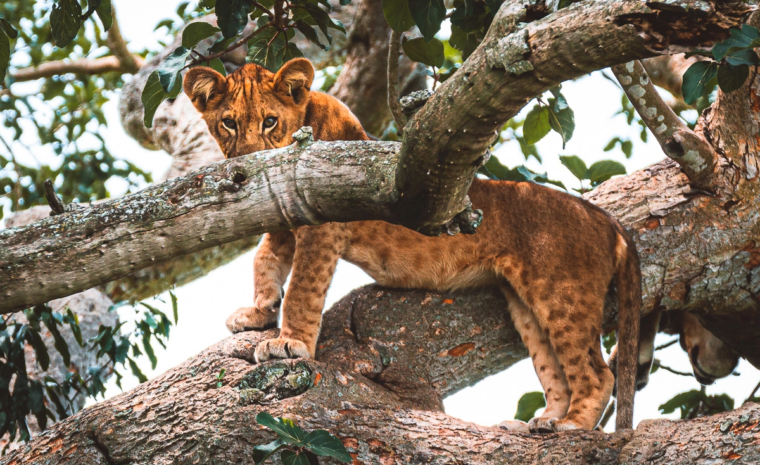 Baumlöwe in Uganda Queen Elizabeth NP