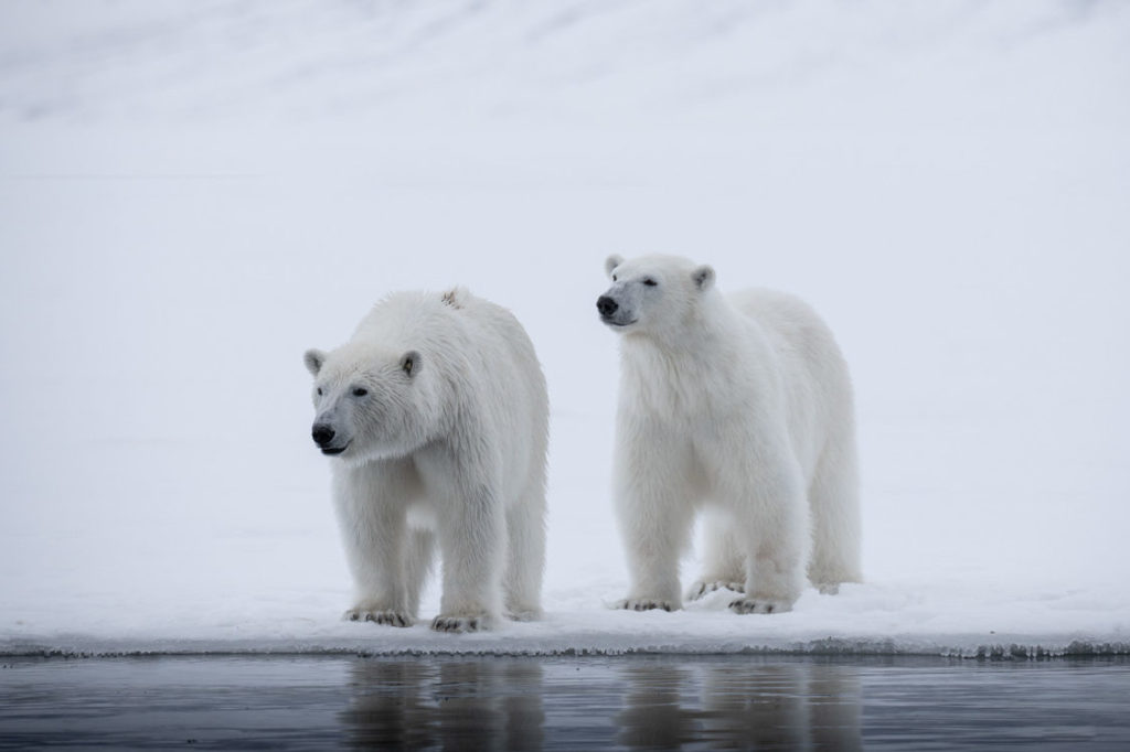 Eisbären Svalbard Spitzbergen