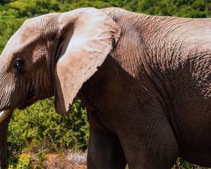 Addo Elephant National Park Safari Elefanten