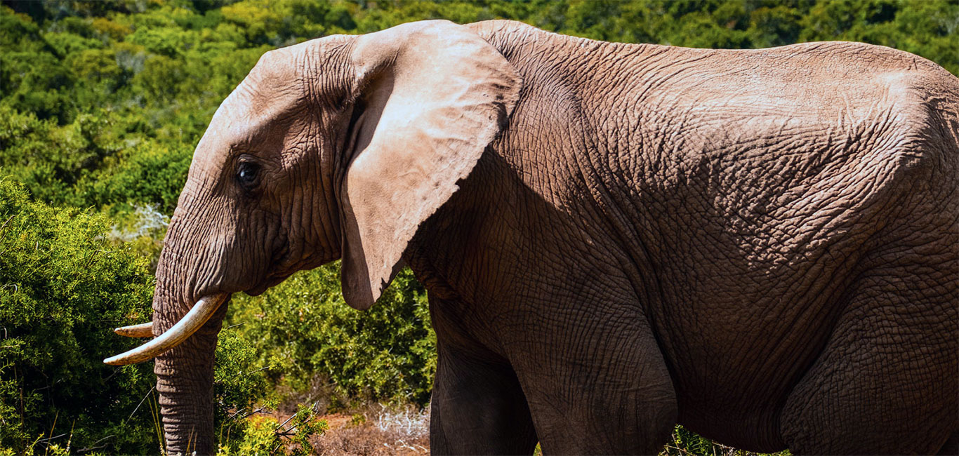 Addo Elephant National Park Safari Elefanten