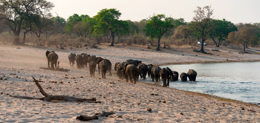 Caprivi Streifen in Namibia: die Trockenzeit für Tierbeobachtungen ist in Namibia ideal