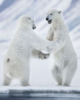 Eisbären Spitzbergen Norwegen Arktis