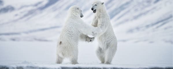 Eisbären Spitzbergen Norwegen Arktis