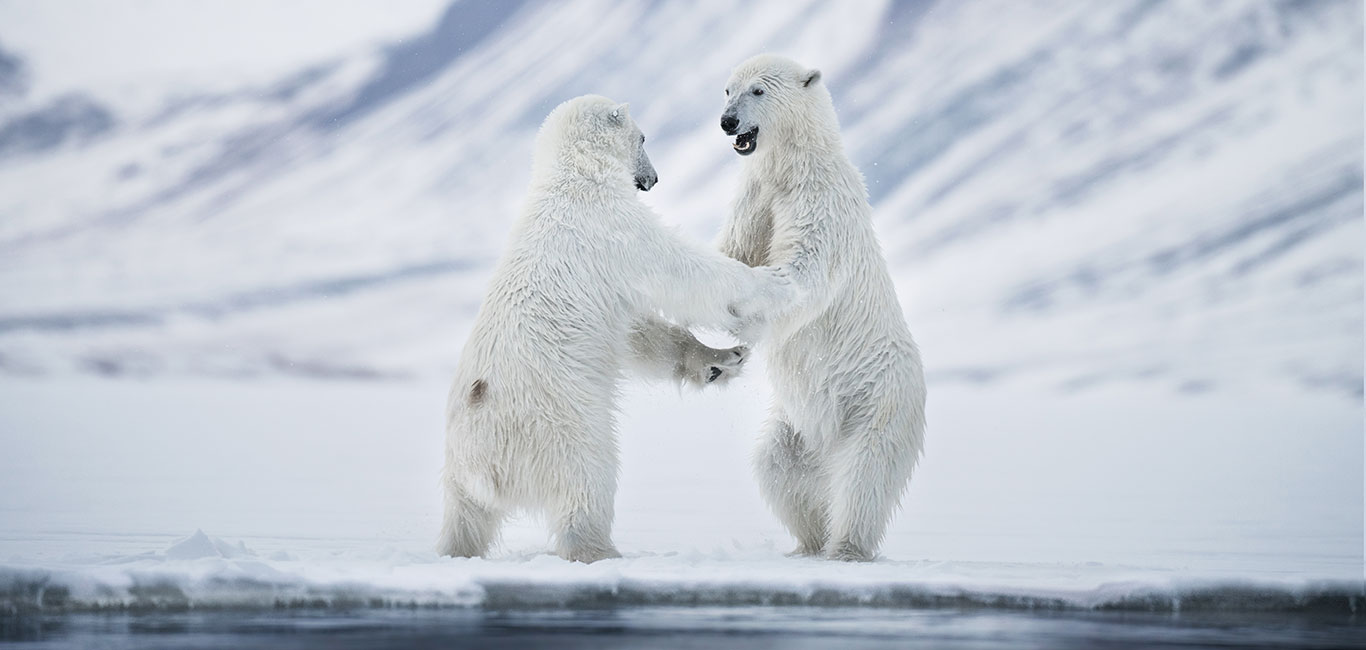 Eisbären Spitzbergen Norwegen Arktis