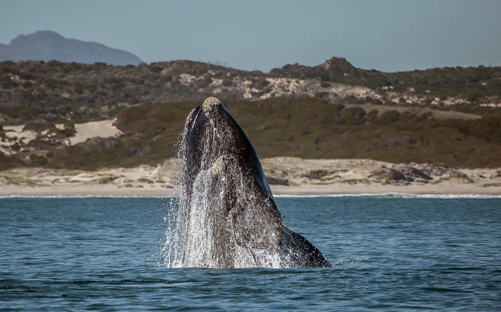 Wale beobachten in der Walker Bay Nature Reserve in Hermanus, Südafrika 
