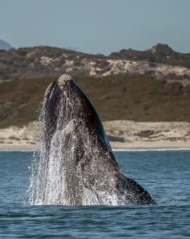 Wale beobachten in der Walker Bay Nature Reserve in Hermanus, Südafrika