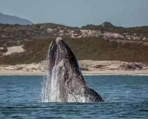 Wale beobachten in der Walker Bay Nature Reserve in Hermanus, Südafrika