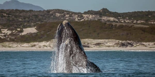 Wale beobachten in der Walker Bay Nature Reserve in Hermanus, Südafrika