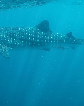Ningaloo Reef Walhaie Australien