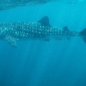 Ningaloo Reef Walhaie Australien