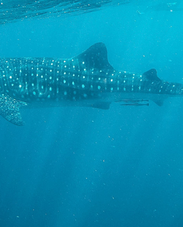 Ningaloo Reef Walhaie Australien