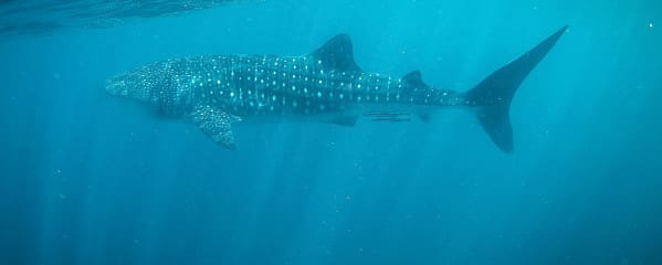 Ningaloo Reef Walhaie Australien