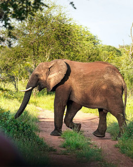 Ranger-Ausbildung in Südafrika mit EcoTraining