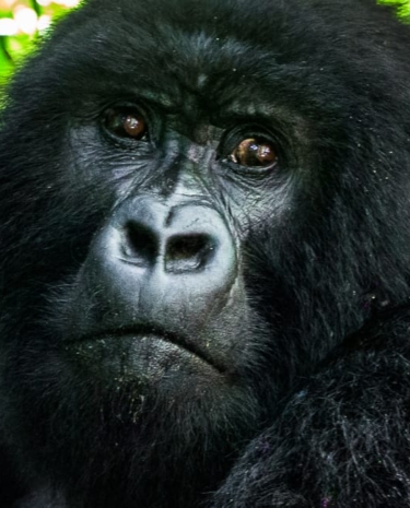 Ruanda Blog: Reiseberichte mit Tipps & Erfahrungen
