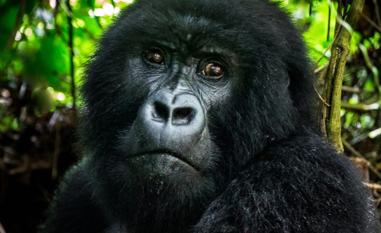 Ruanda Blog: Reiseberichte mit Tipps & Erfahrungen