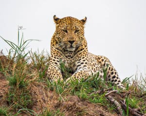 Sabi Sabi Greater Krüger Park Südafrika