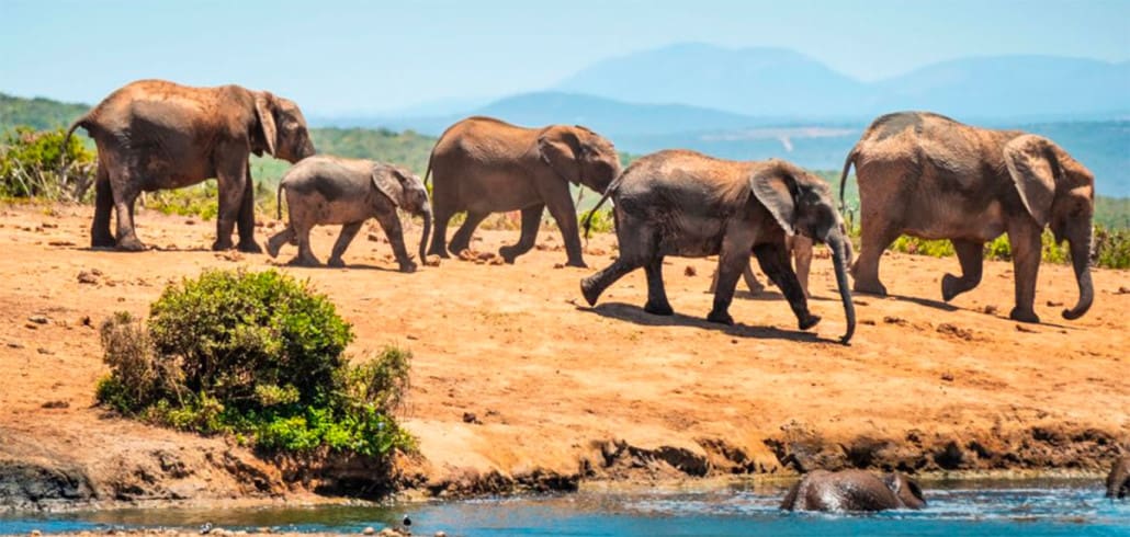 Schönste Nationalparks Südafrika Big 5