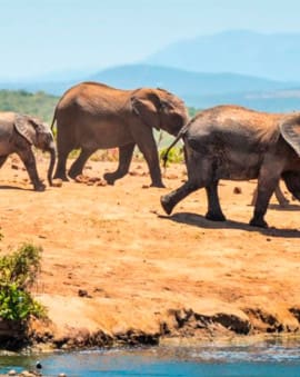 Schönste Nationalparks Südafrika Big 5