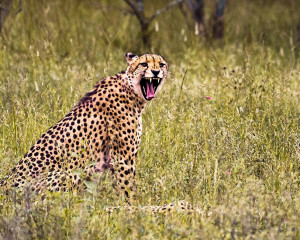 Südafrika Big 5 Gepard